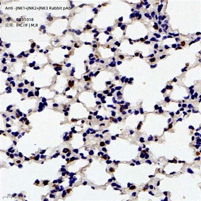 Anti-jnk 1+ jnk 2+ jnk3 Rabbit PAB
