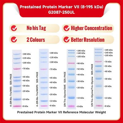 Marcatore proteico preservato Ⅶ (8-195 KDa)